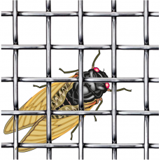 Insektu sieti