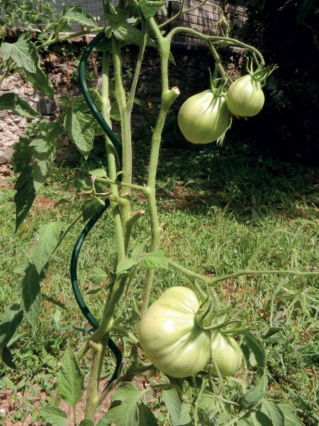 Atbalsta miets augiem, spirālveida, metāla 180cm/7mm