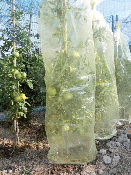 MR. TOMATO 0,60 x 10m