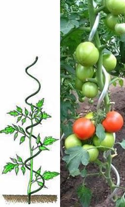 Atbalsta miets augiem, spirālveida 180cm/11mm